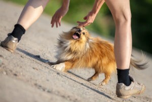 Dog attacking and biting and injuring a man in Palmdale, CA