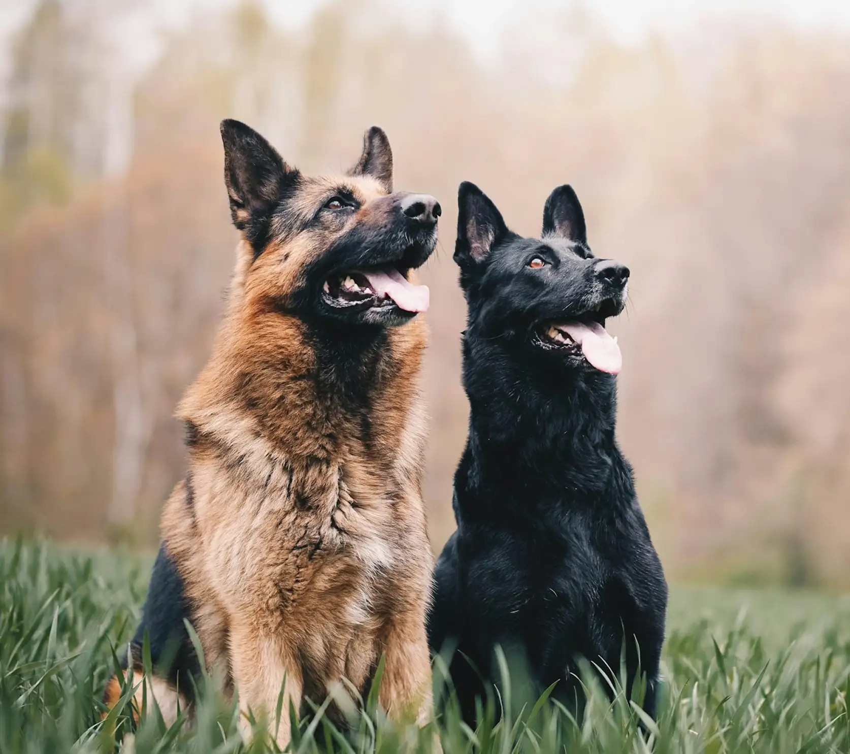 Animal Injury Lawyer in Los Angeles