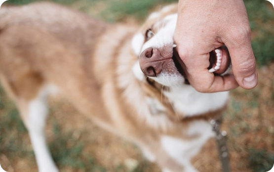 Encino Dog Bite Lawyer