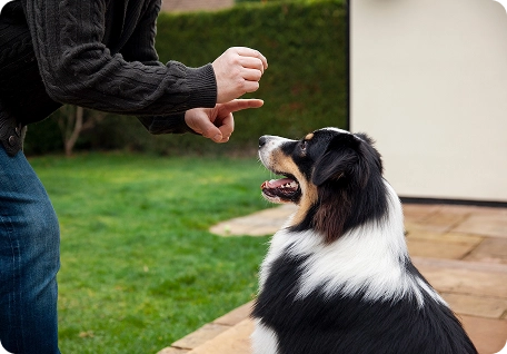 Encino Dog Bite Lawyer