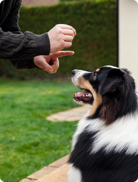 Palmdale Dog Bite Lawyer
