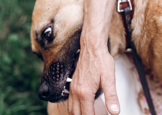 Palmdale Dog Bite Lawyer